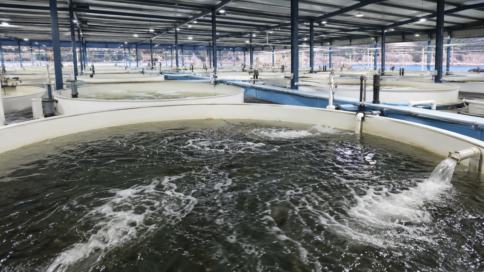 Seafood and fish tank cooling application